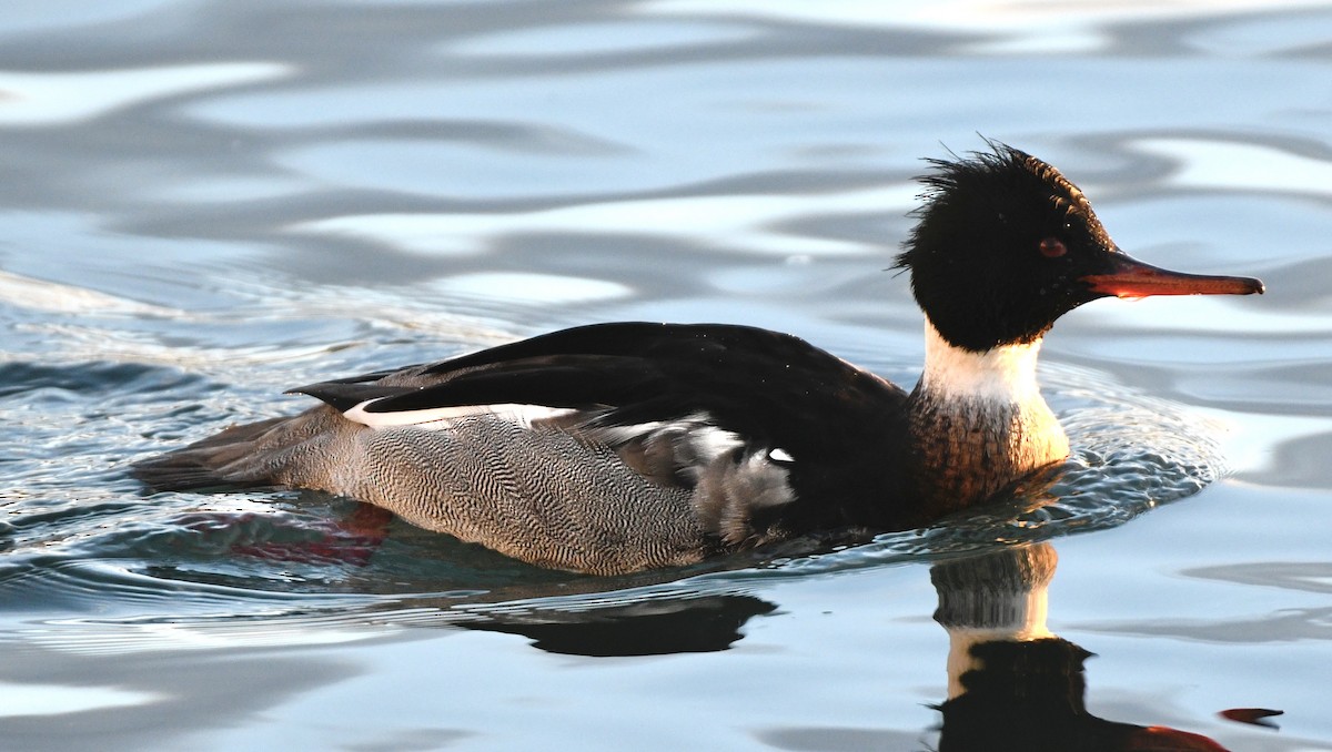 Red-breasted Merganser - ML647191249