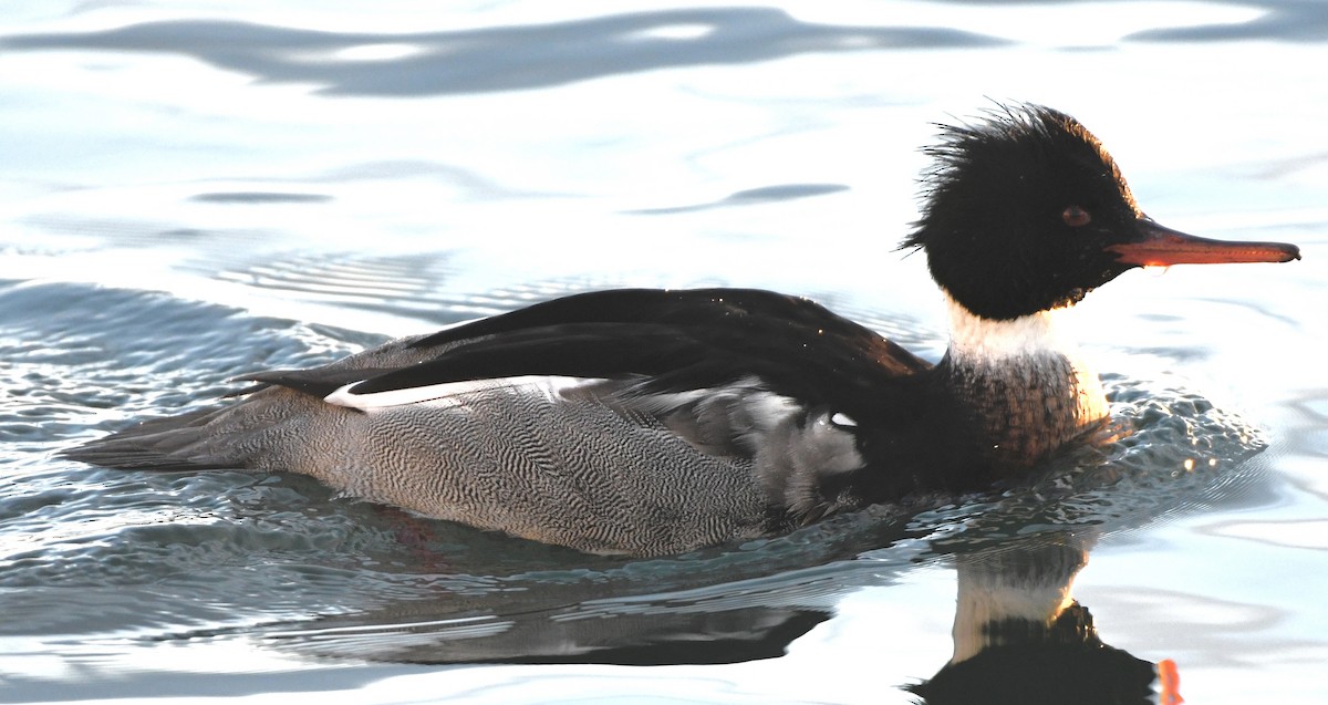 Red-breasted Merganser - ML647191250
