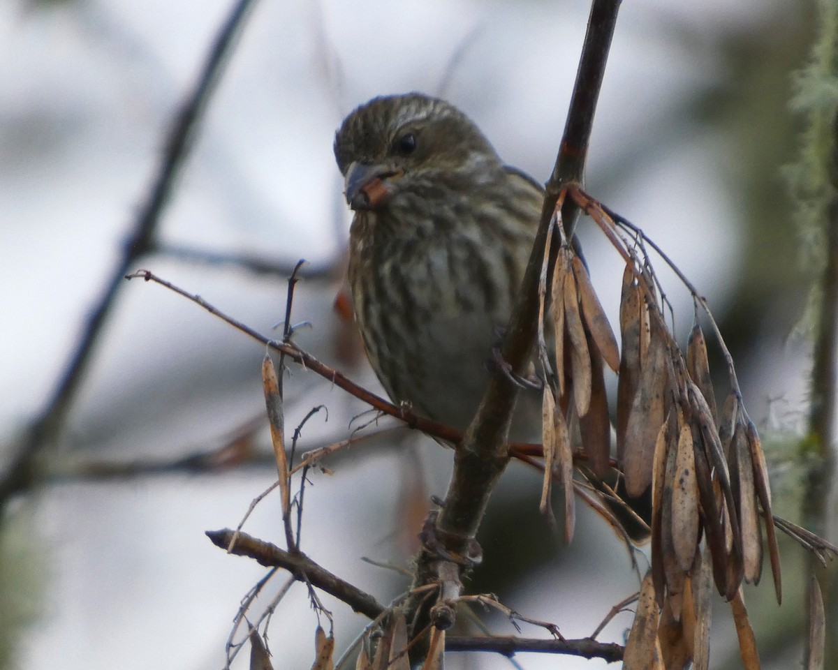ムラサキマシコ（californicus） - ML647191251