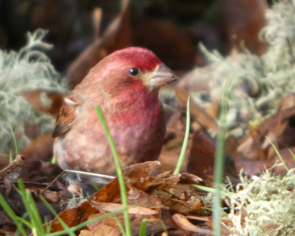 ムラサキマシコ（californicus） - ML647191252