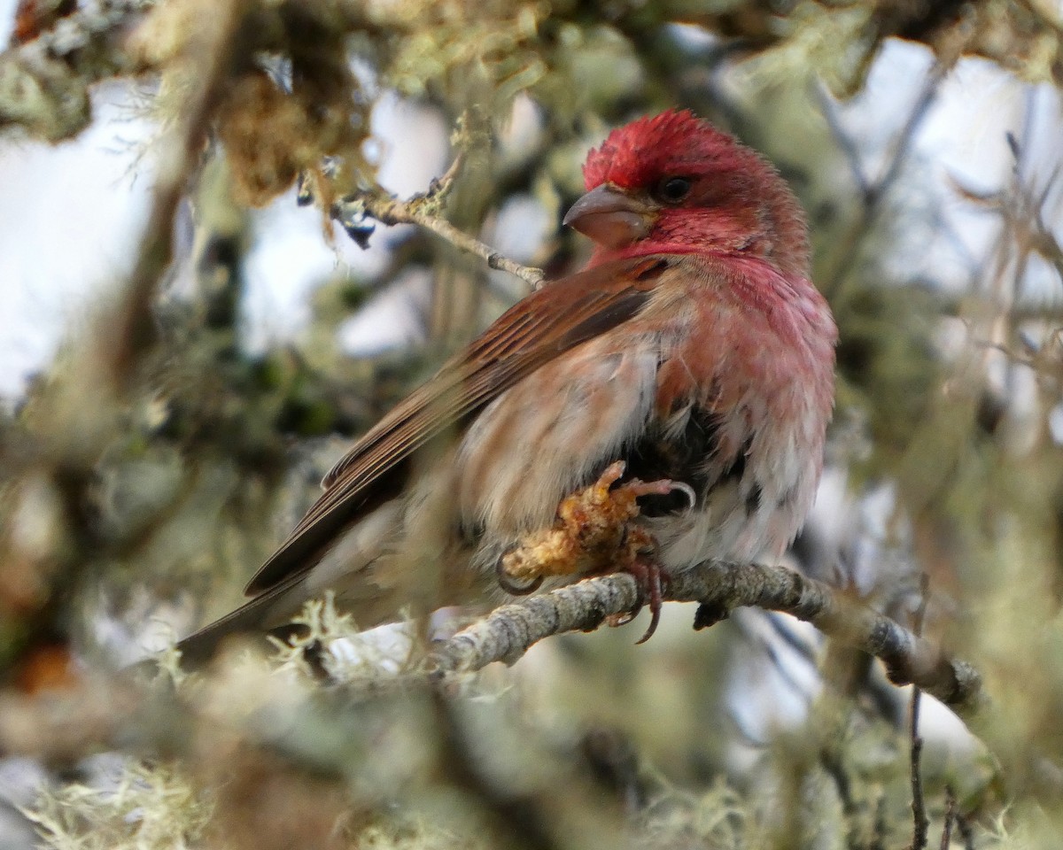 ムラサキマシコ（californicus） - ML647191253