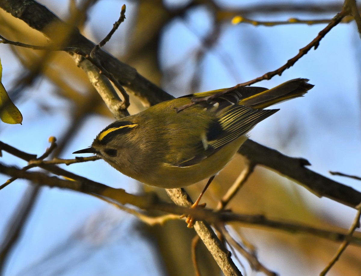 Золотомушка жовточуба - ML647191266