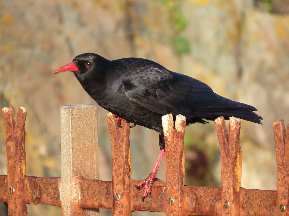 ベニハシガラス - ML647191267