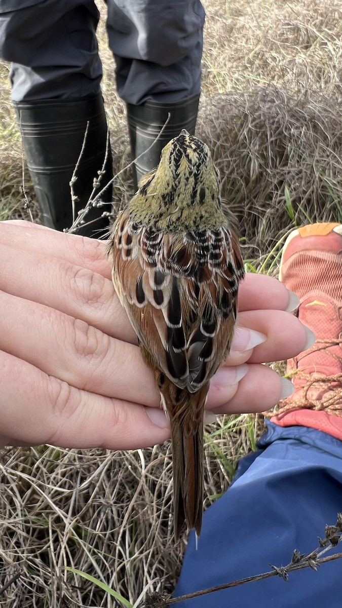 Henslow's Sparrow - ML647191274
