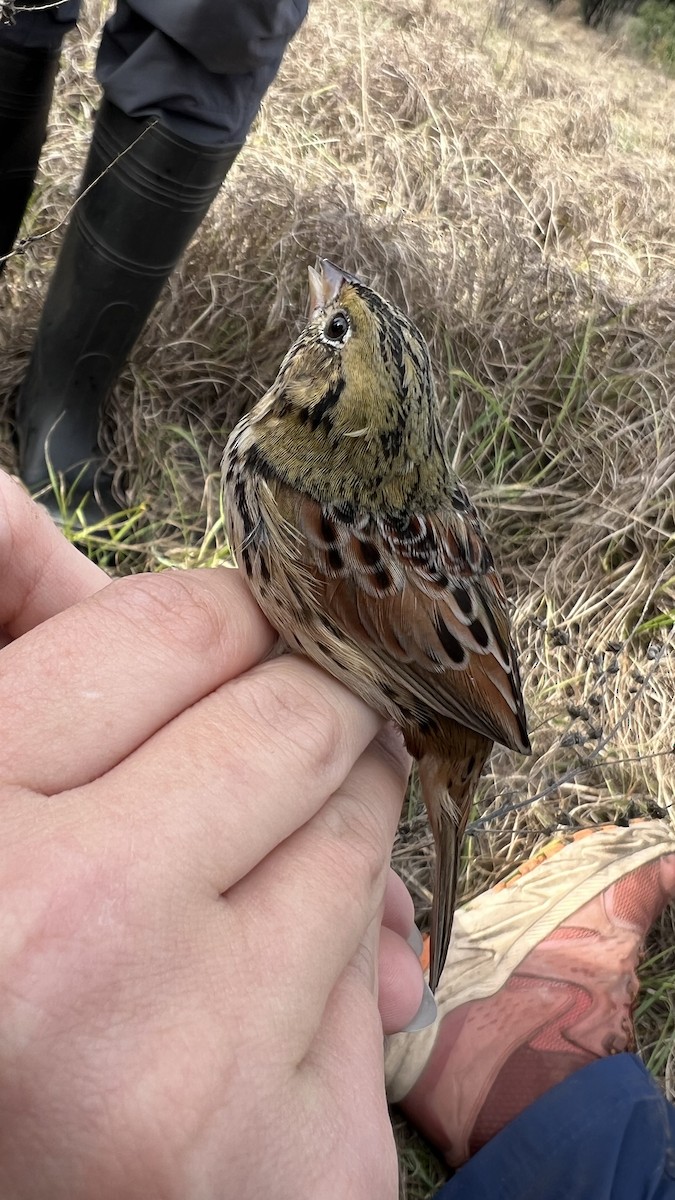 Henslow's Sparrow - ML647191276