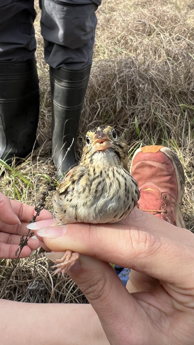Henslow's Sparrow - ML647191279