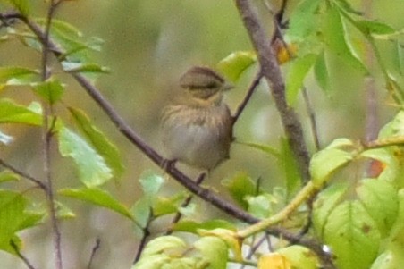 Lincoln's Sparrow - ML647191281