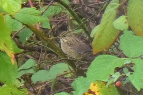 Lincoln's Sparrow - ML647191282