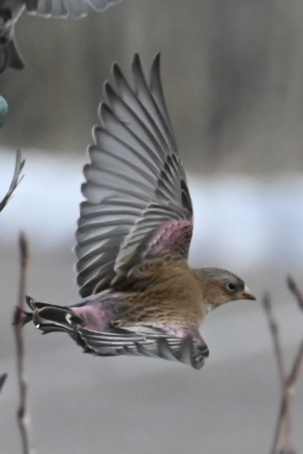 pěnkavice coloradská - ML647191301