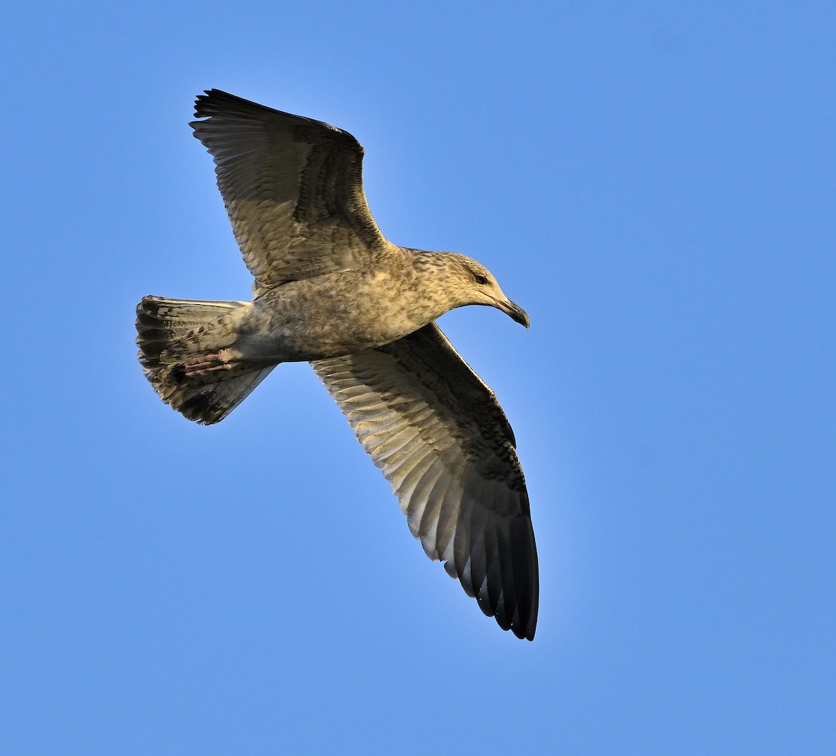 Мартин сріблястий - ML647191306