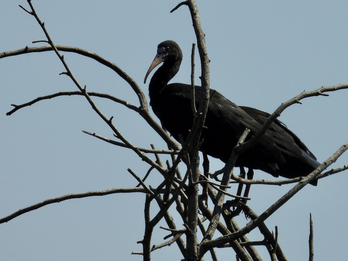 Bare-faced Ibis - ML647191329