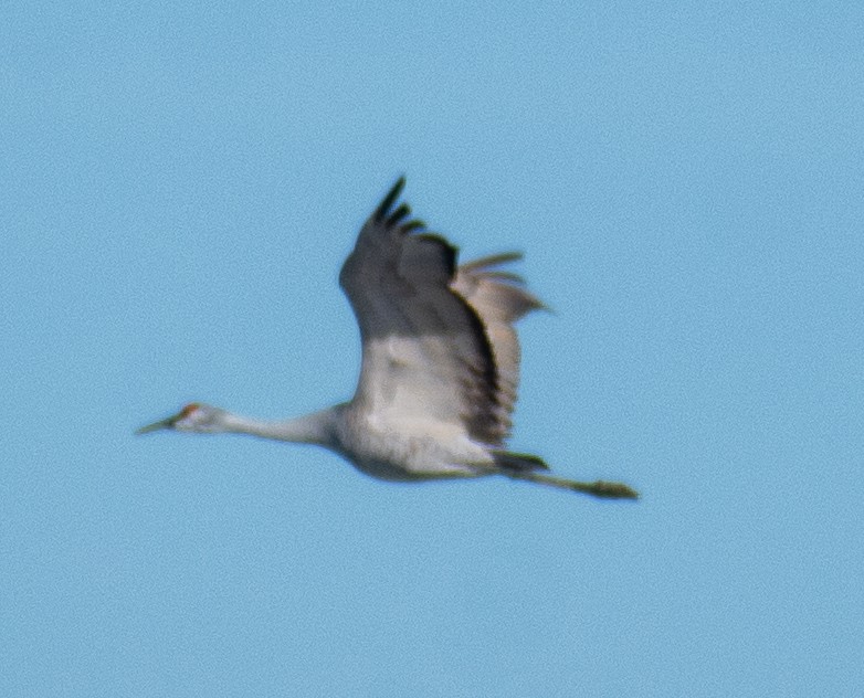 Журавель канадський - ML647191358