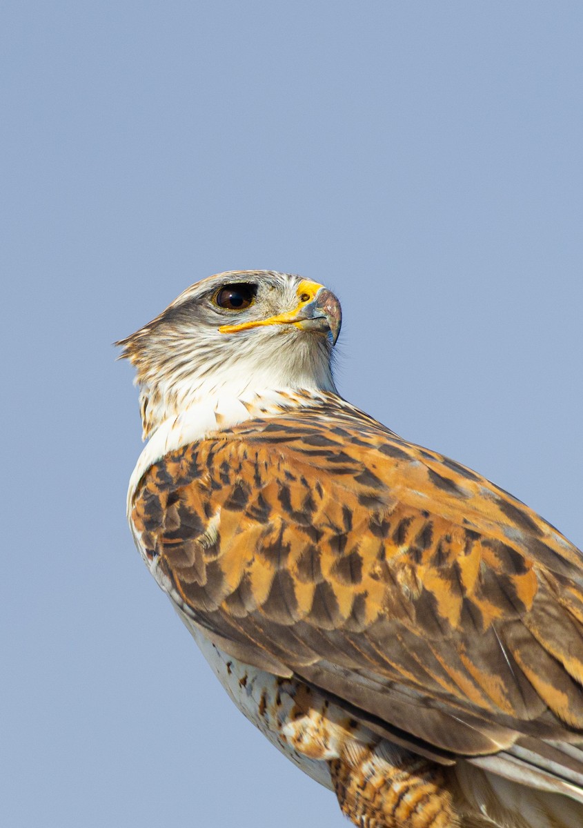 Ferruginous Hawk - ML647191363