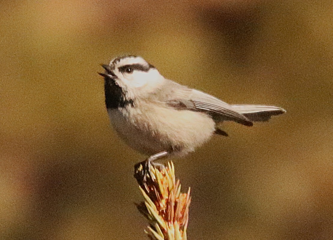 Mountain Chickadee - ML647191367