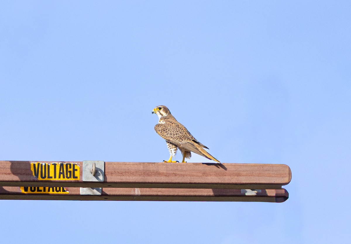 Сокіл прерієвий - ML647191374