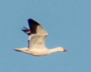 Гуска біла - ML647191376