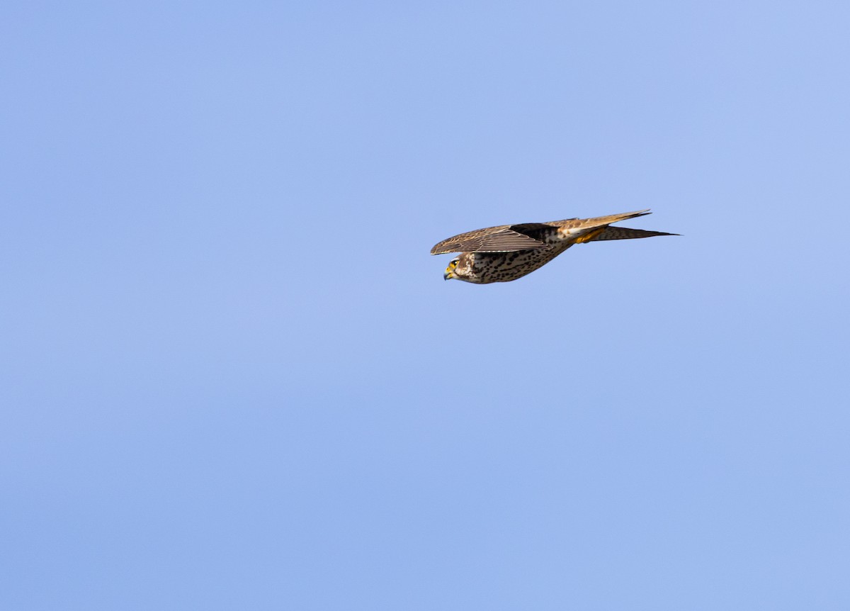 Сокіл прерієвий - ML647191382