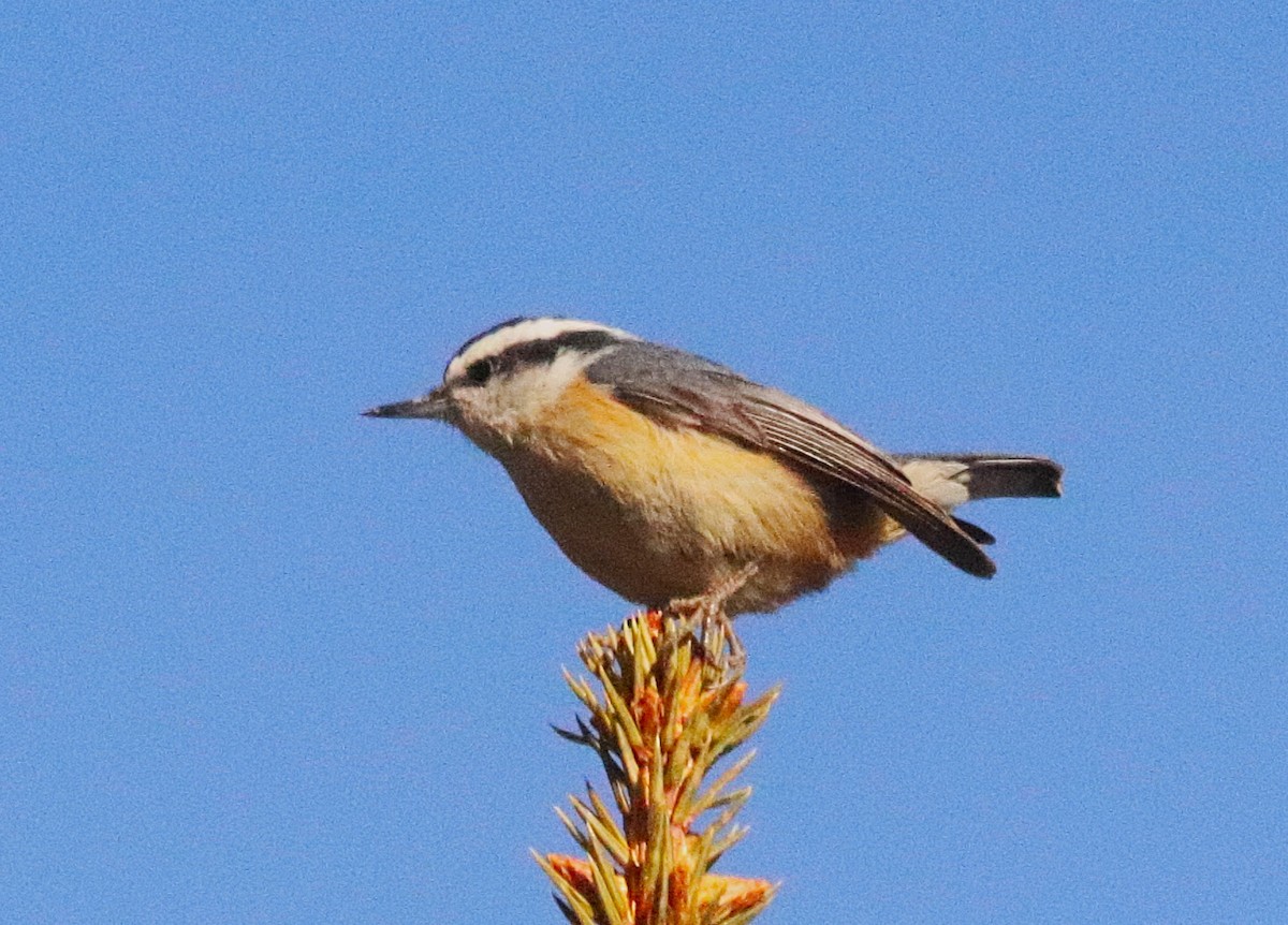 Red-breasted Nuthatch - ML647191387