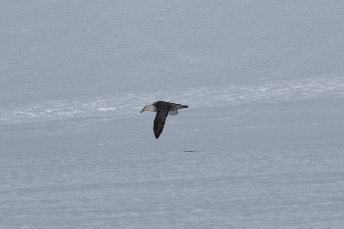 Буревісник гігантський - ML647191392