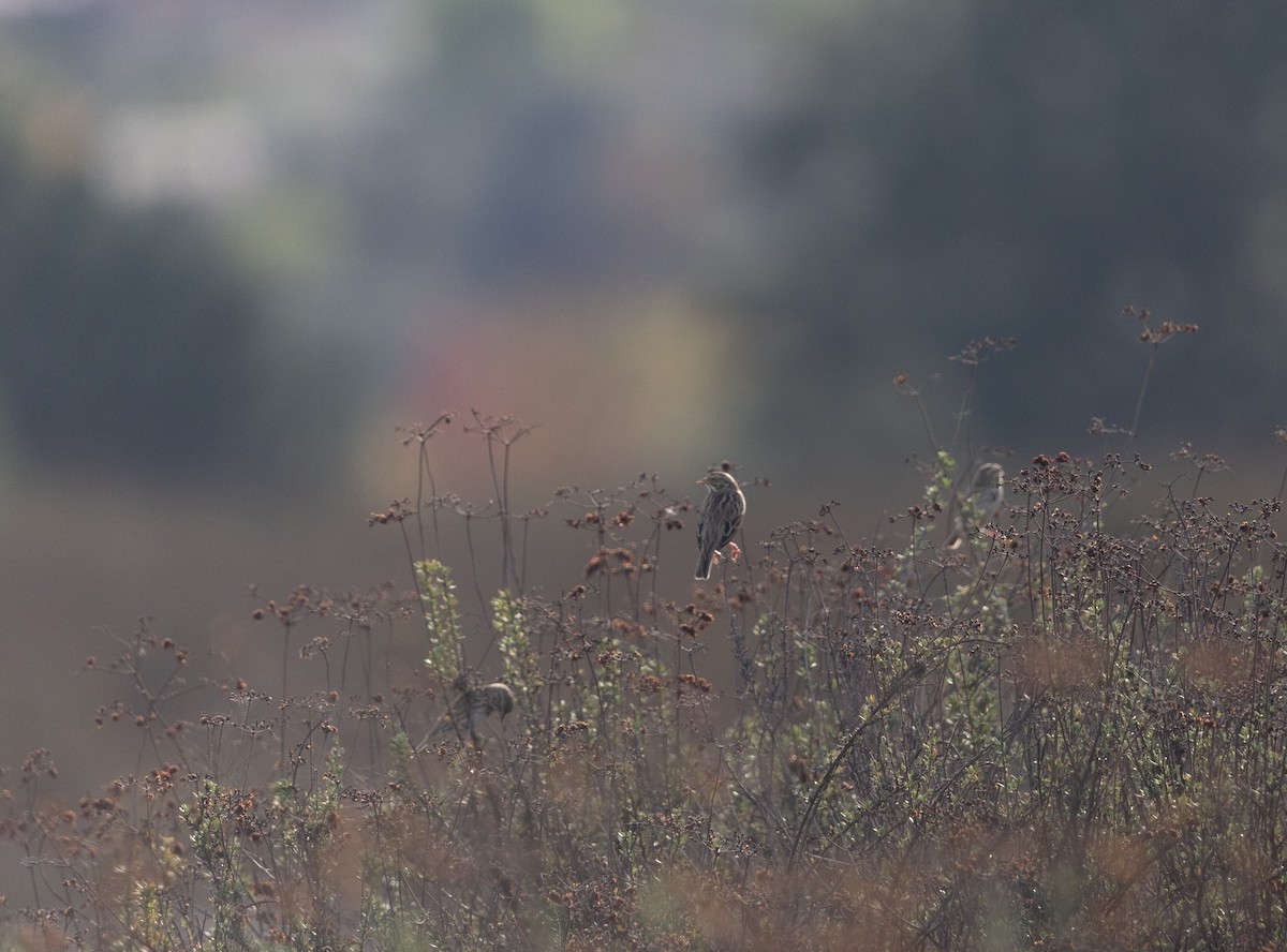 Пасовник савановий - ML647191393