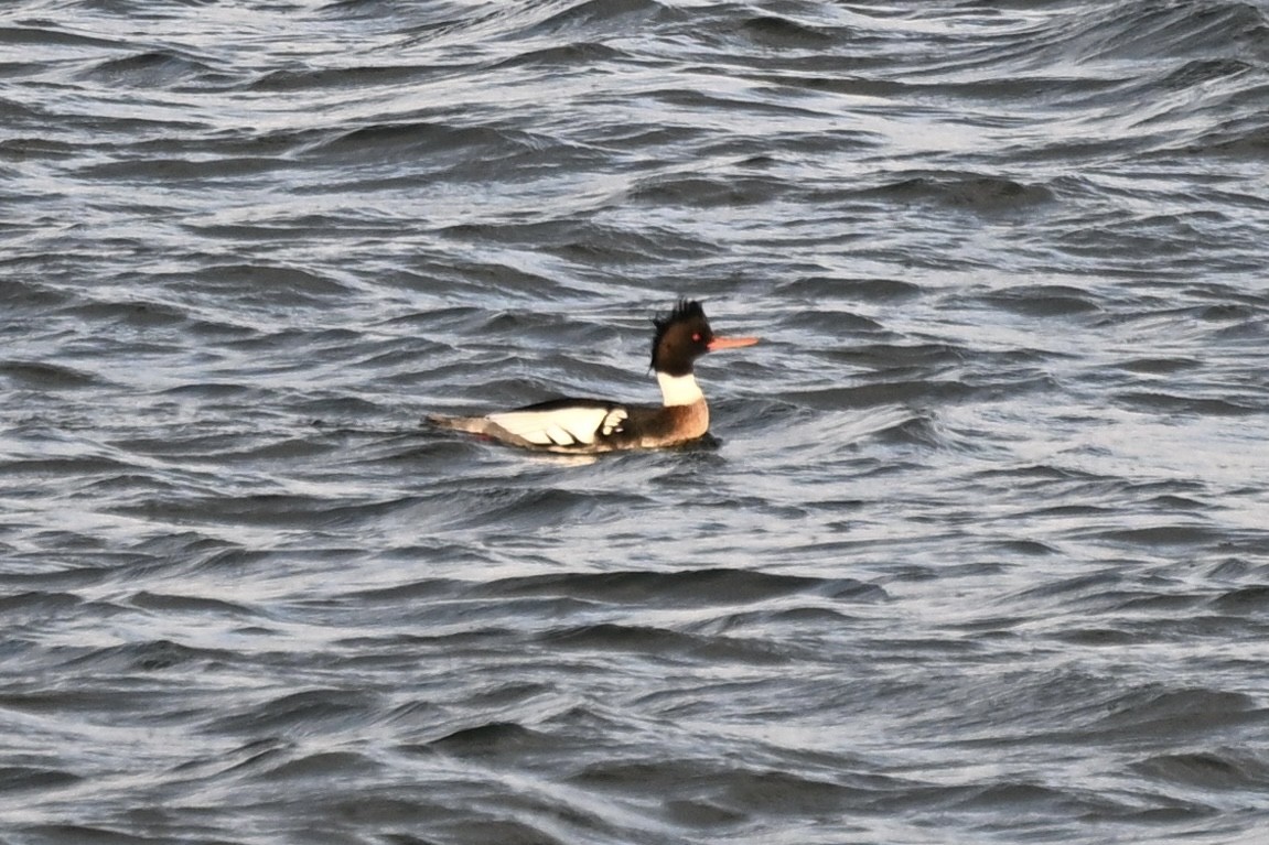 Крех великий - ML647191394