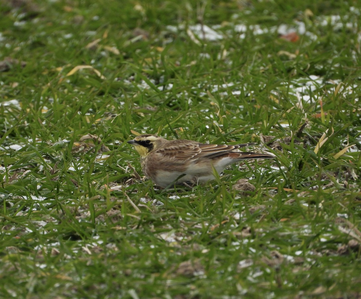 Жайворонок рогатий - ML647191396