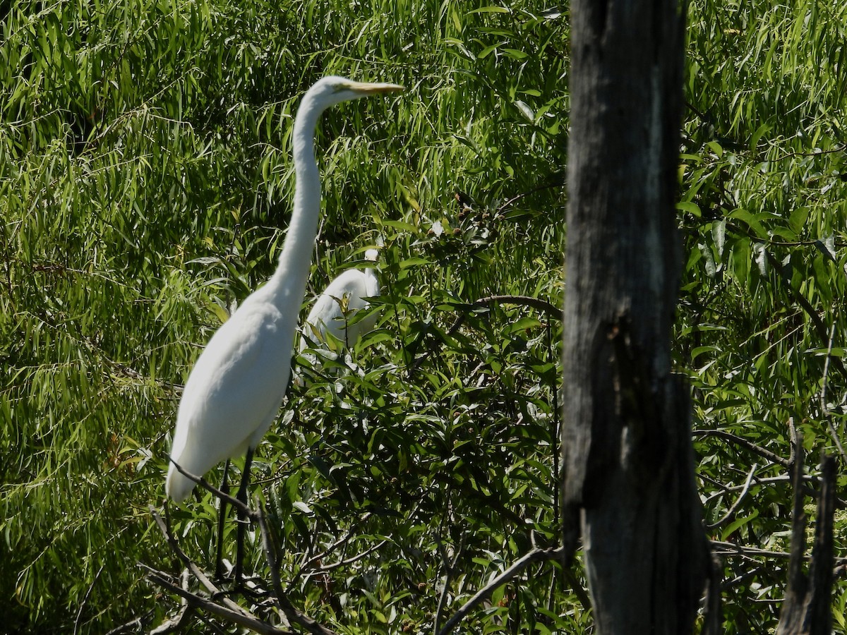 Чапля велика - ML647191402