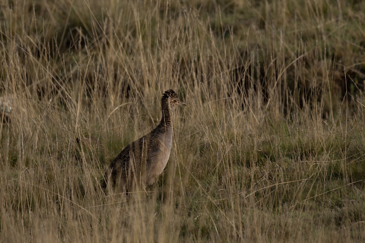 Інамбу рудогрудий - ML647191404