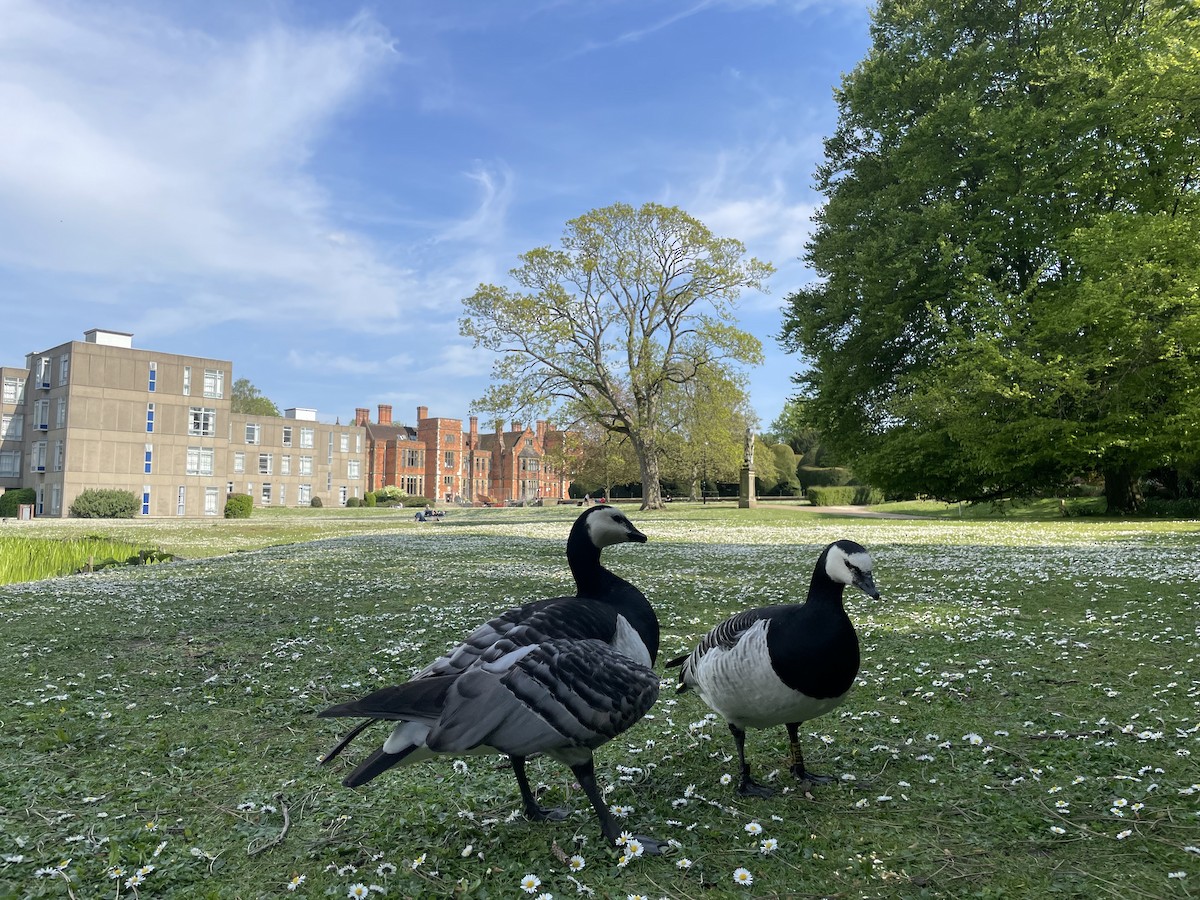 Казарка білощока - ML647191406