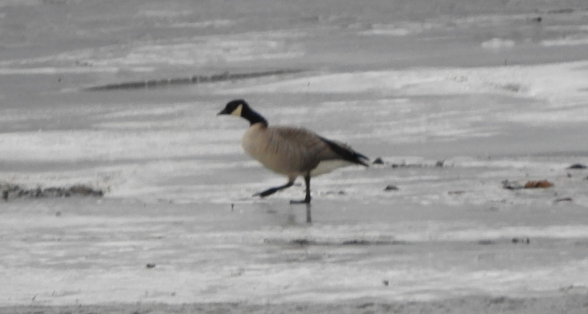 Гуска/казарка sp. - ML647191407