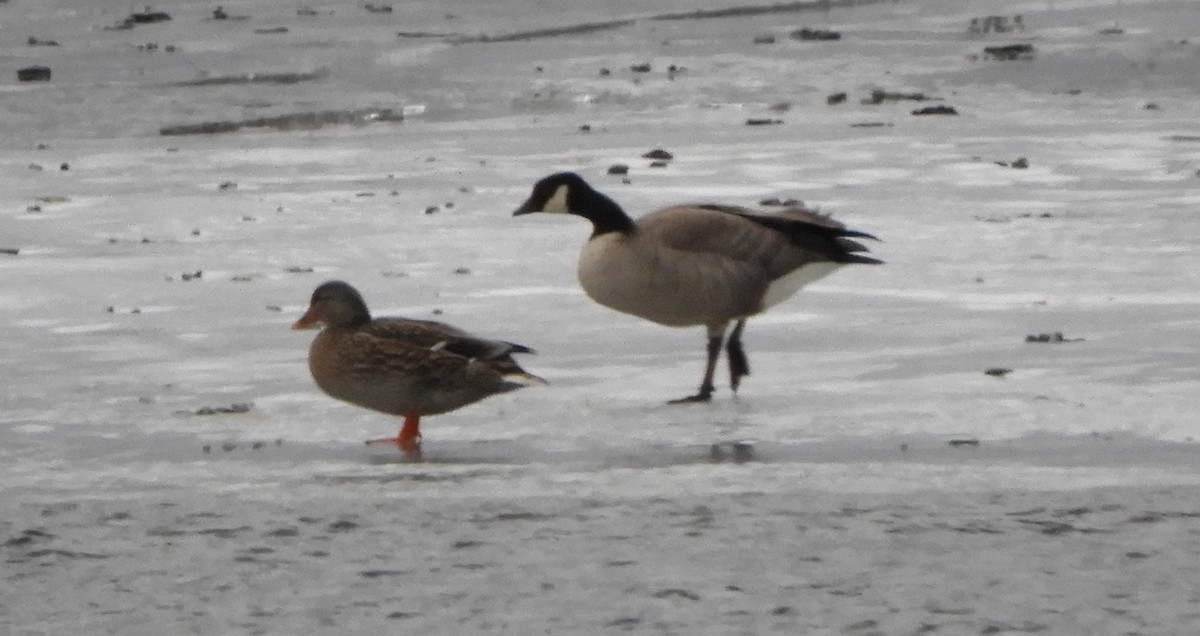 Гуска/казарка sp. - ML647191408