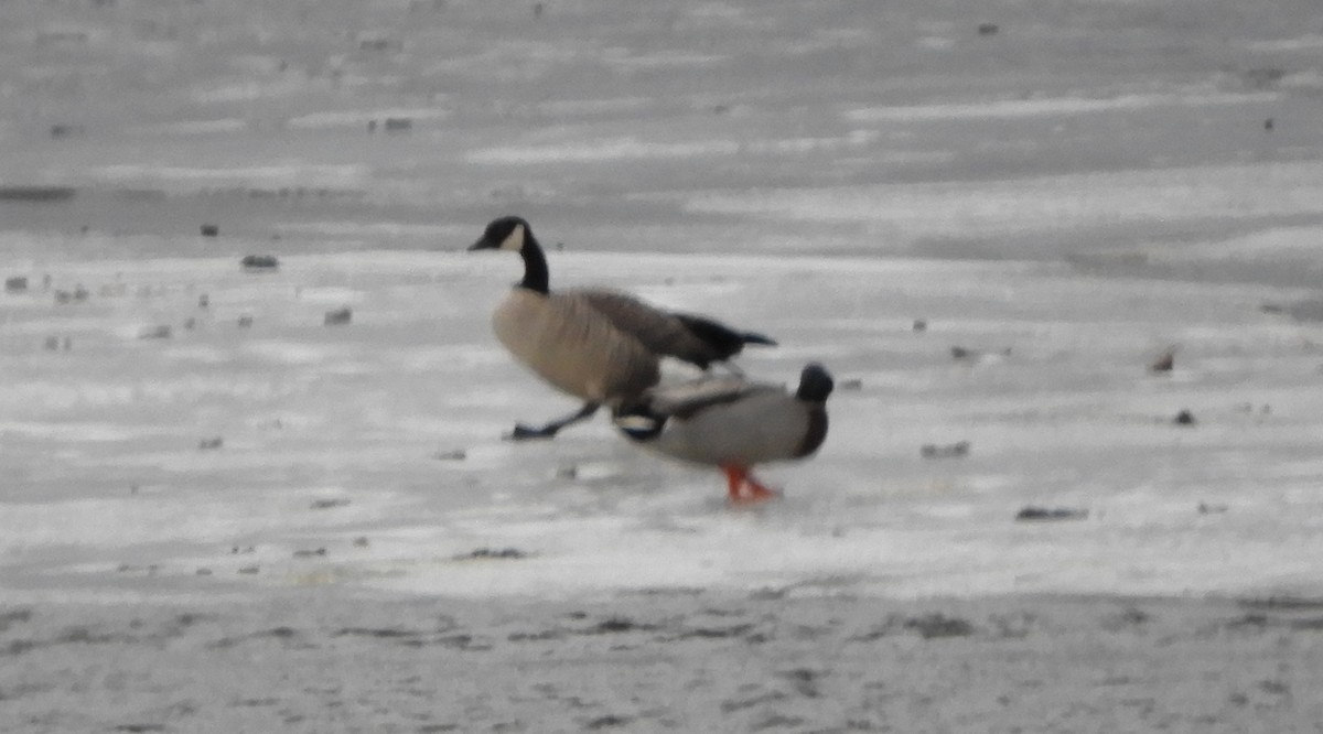 Гуска/казарка sp. - ML647191409