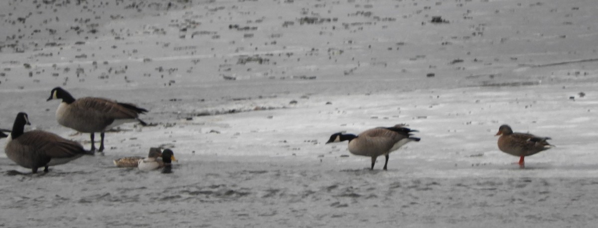 Гуска/казарка sp. - ML647191410