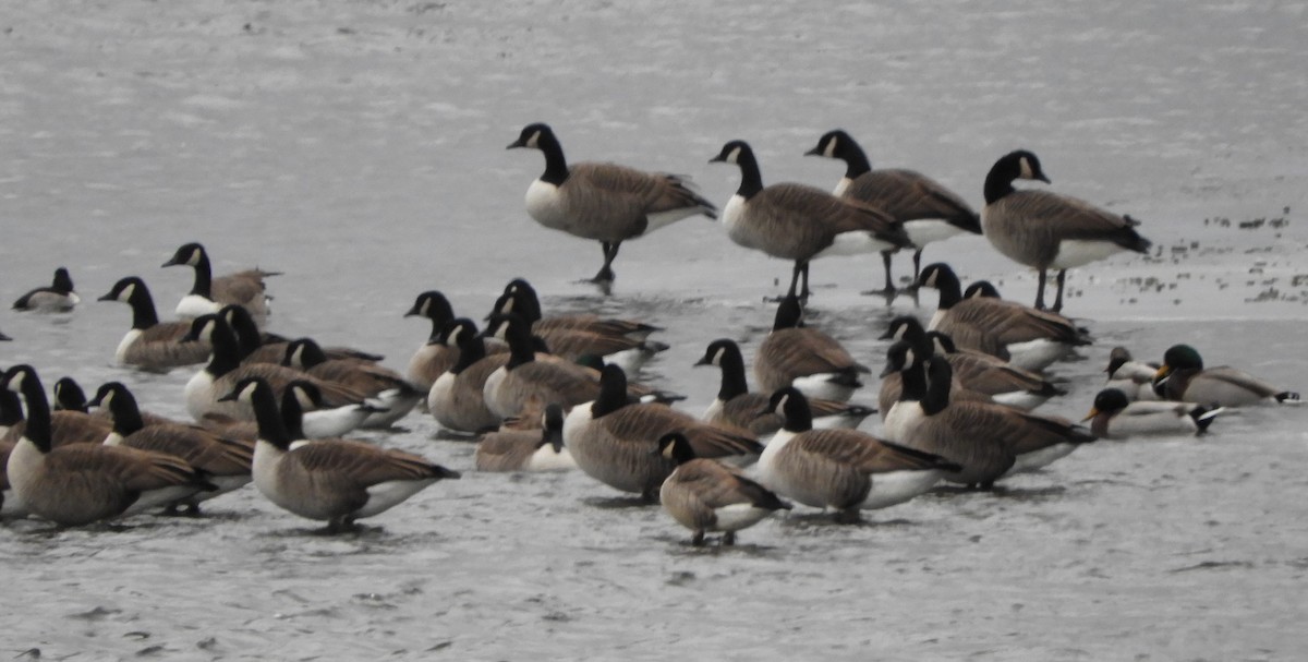 Гуска/казарка sp. - ML647191411