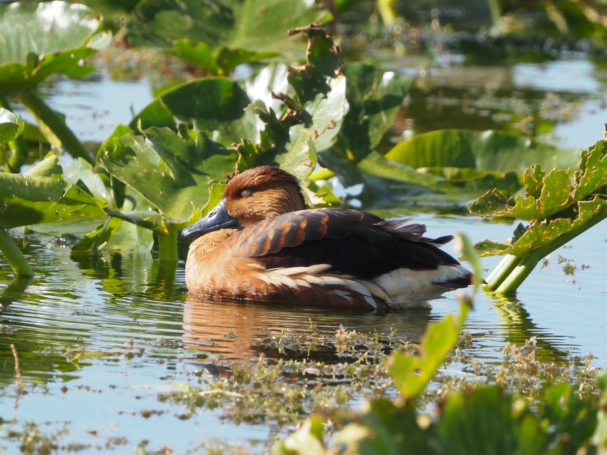 Свистач рудий - ML647191417