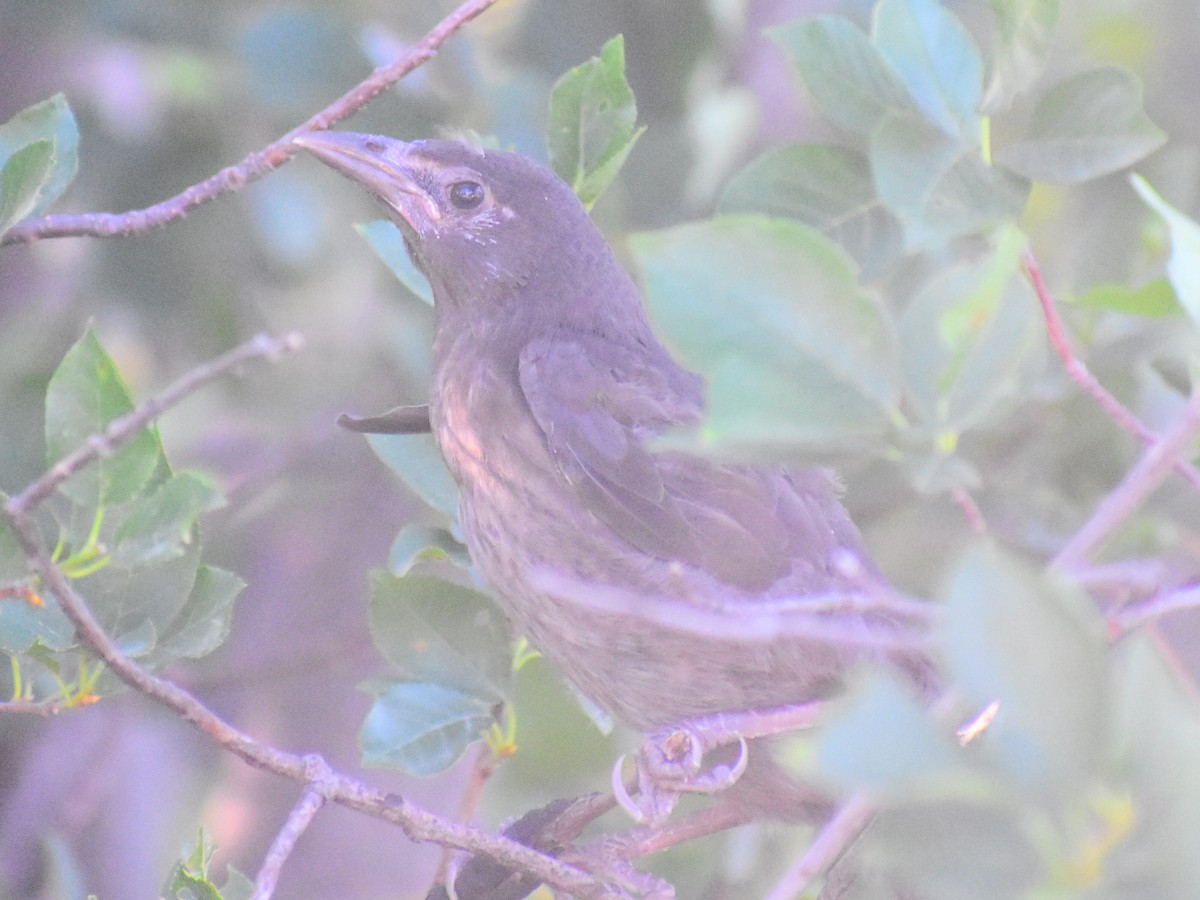 Гракл пурпуровошиїй (підвид versicolor) - ML647191419