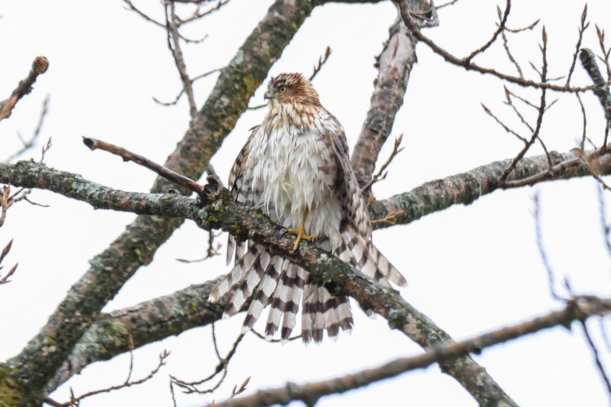 Канюк рудоплечий - ML647191428