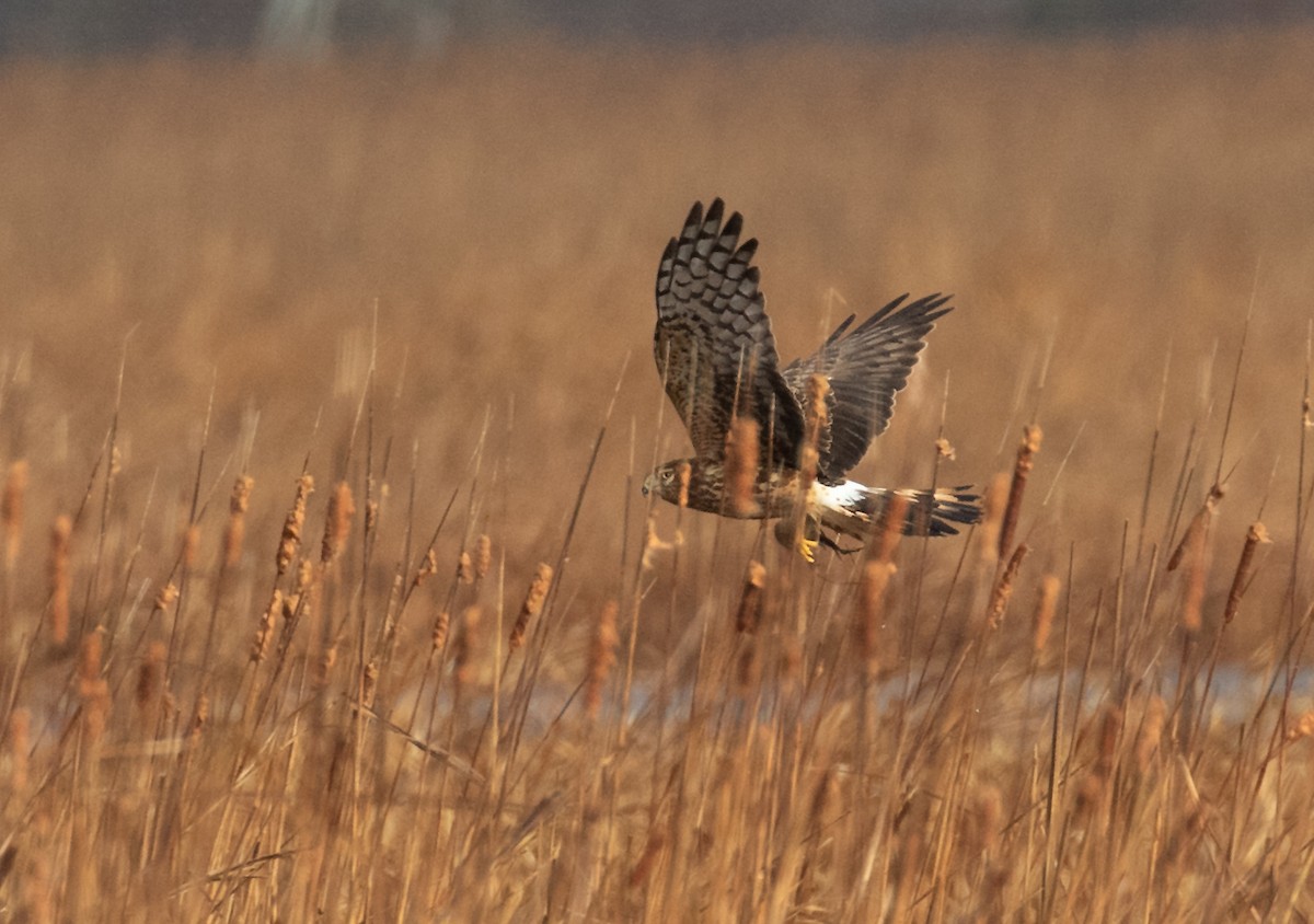 Лунь американський - ML647191429