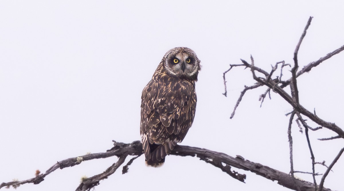 Сова болотяна - ML647191432