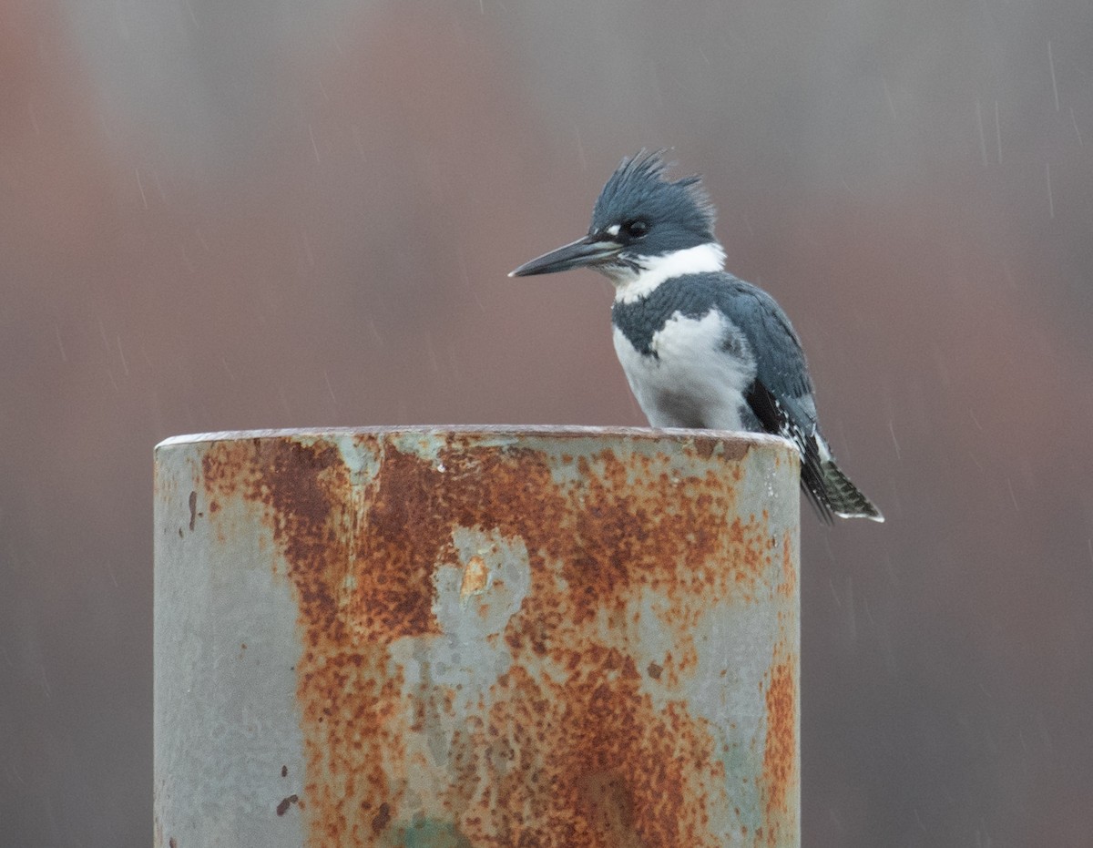 Рибалочка-чубань північний - ML647191436