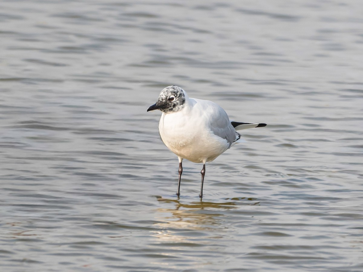 Andean Gull - ML647191465