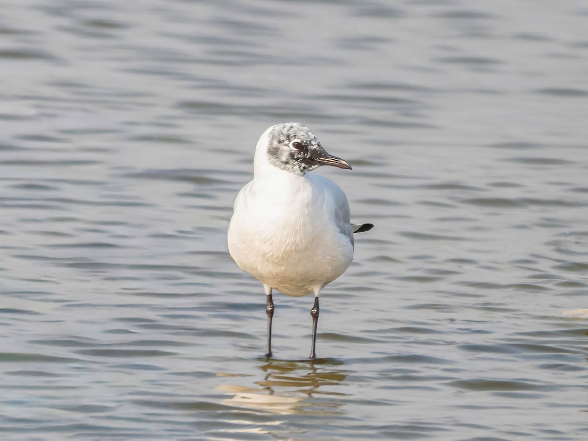 Andean Gull - ML647191466