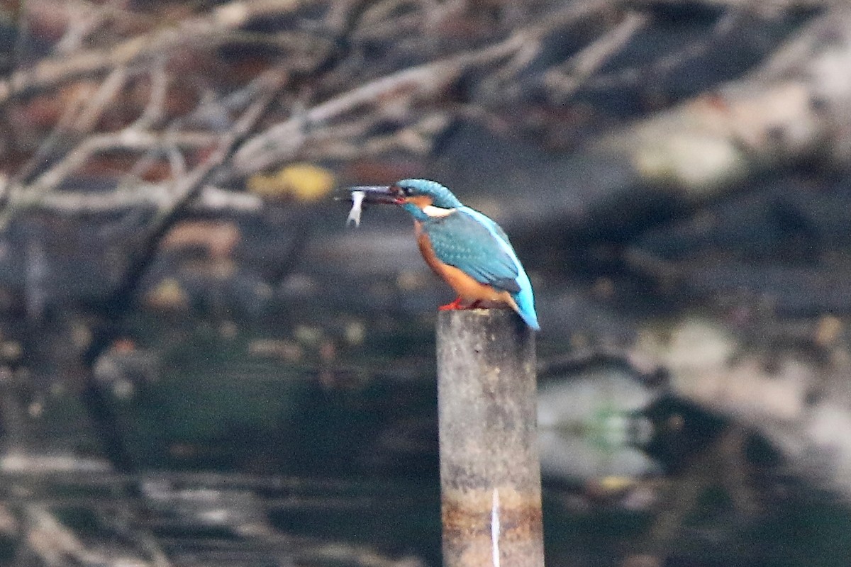 isfugl - ML647191467