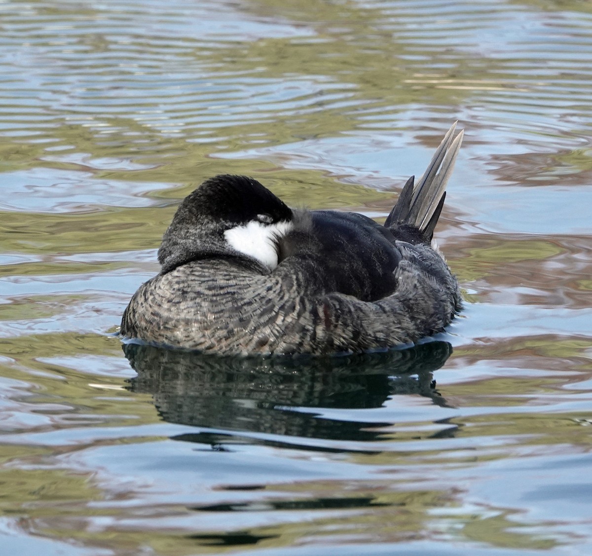 Савка американська - ML647191470