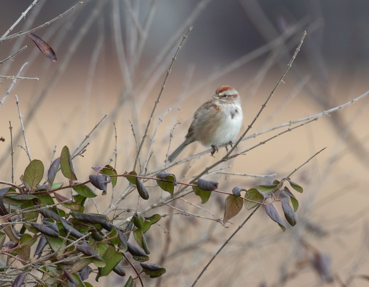 ムナフヒメドリ - ML647191486