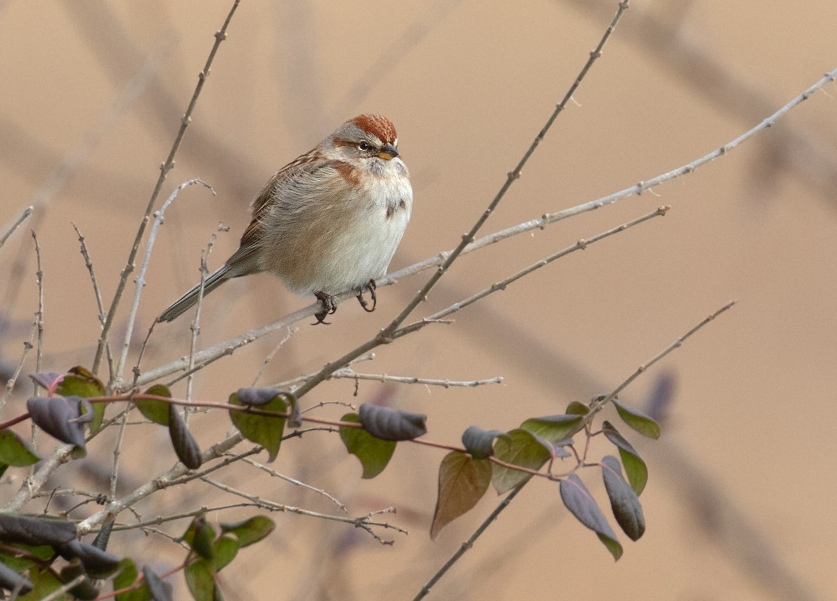 ムナフヒメドリ - ML647191487