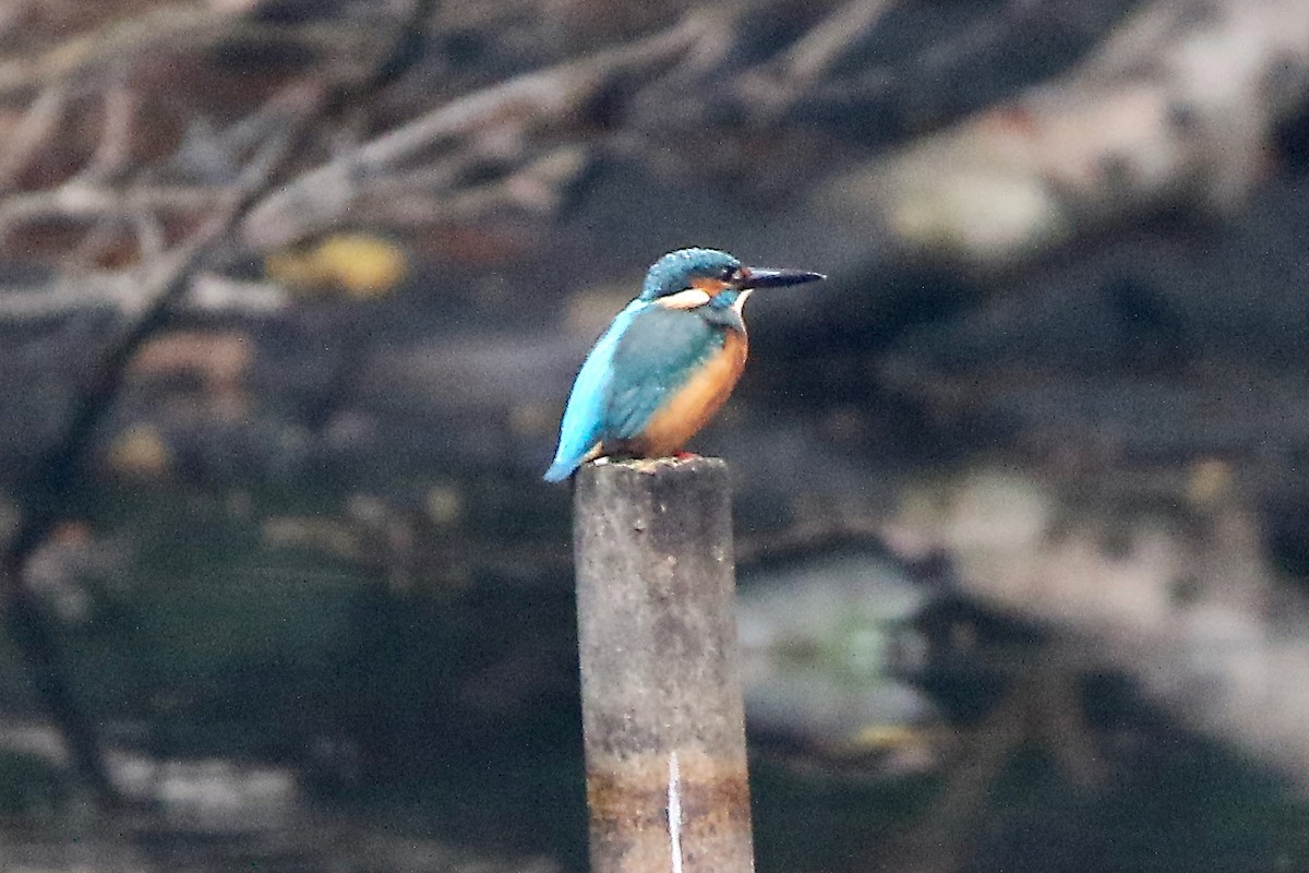 isfugl - ML647191495