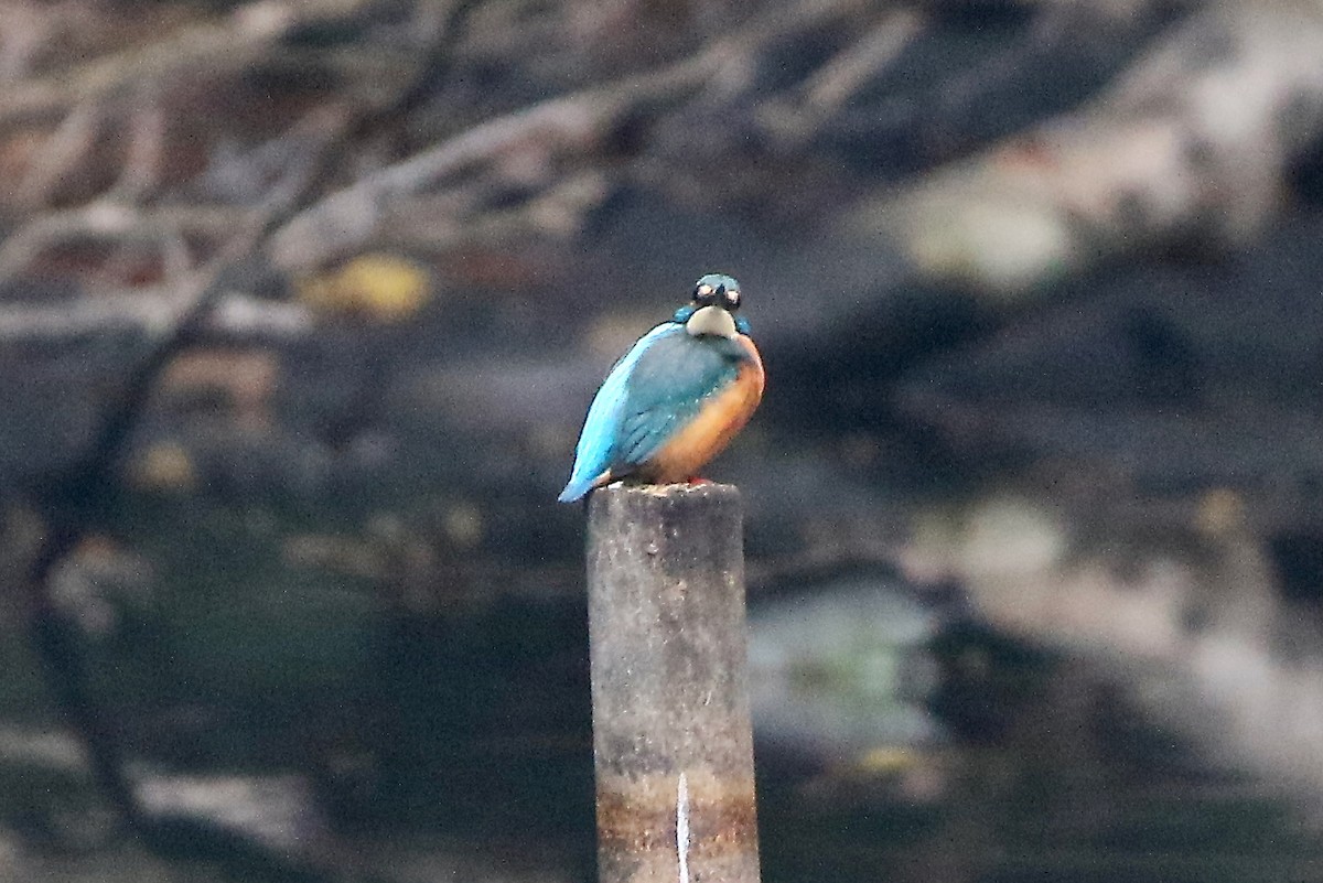 isfugl - ML647191496