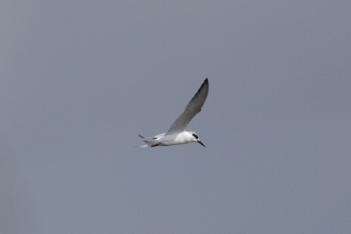 Forster's Tern - ML647191505