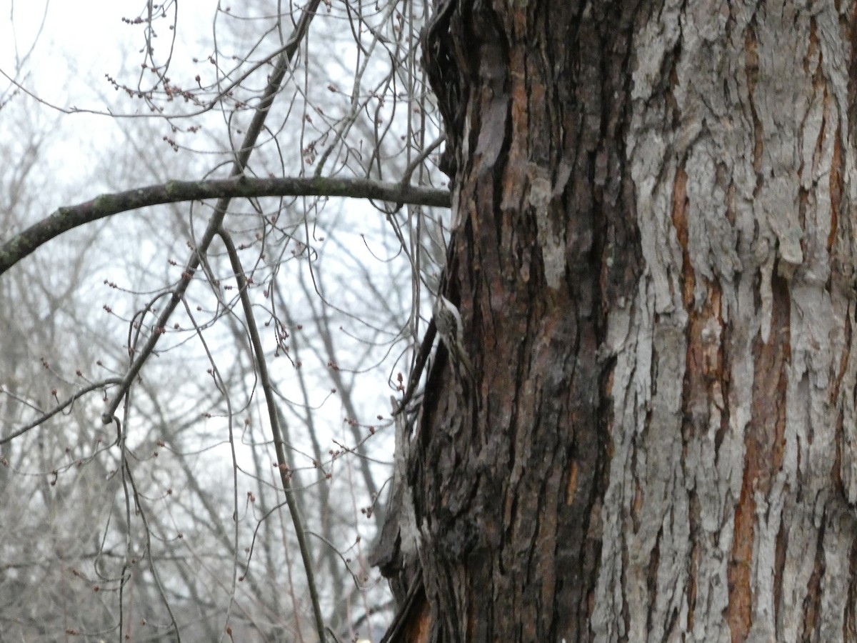 Brown Creeper - ML647191533